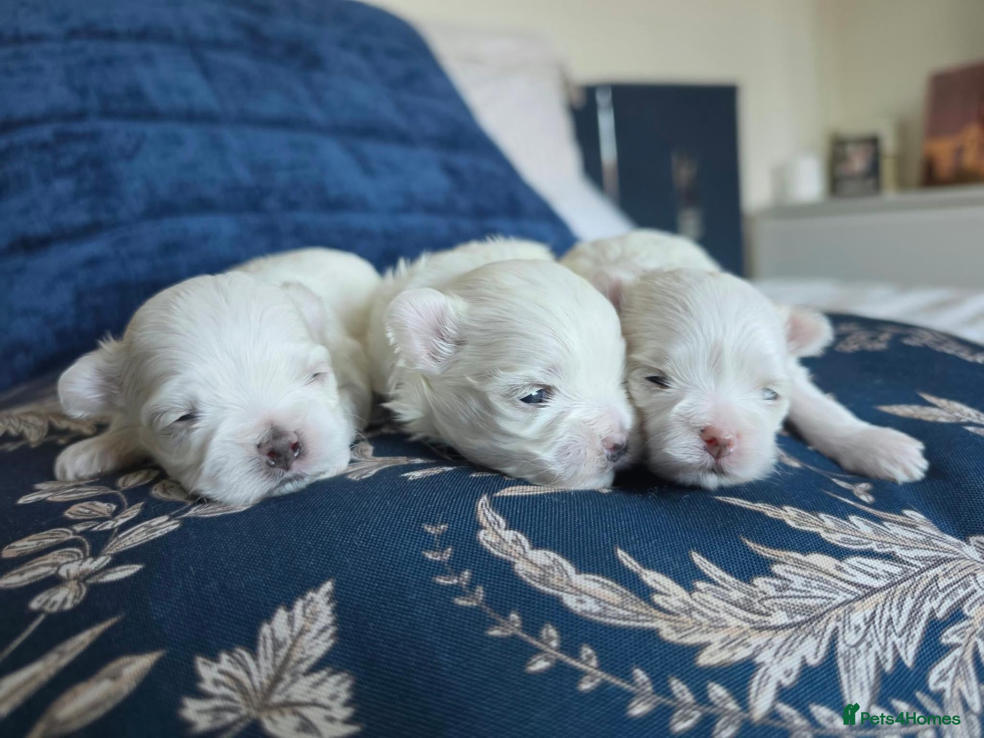 Maltese dogs for sale: Purebred Korean maltese puppies - Advert 7