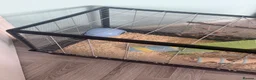 Hamster rodents for sale: Dwarf hamster  and cage very tame  - Advert 1