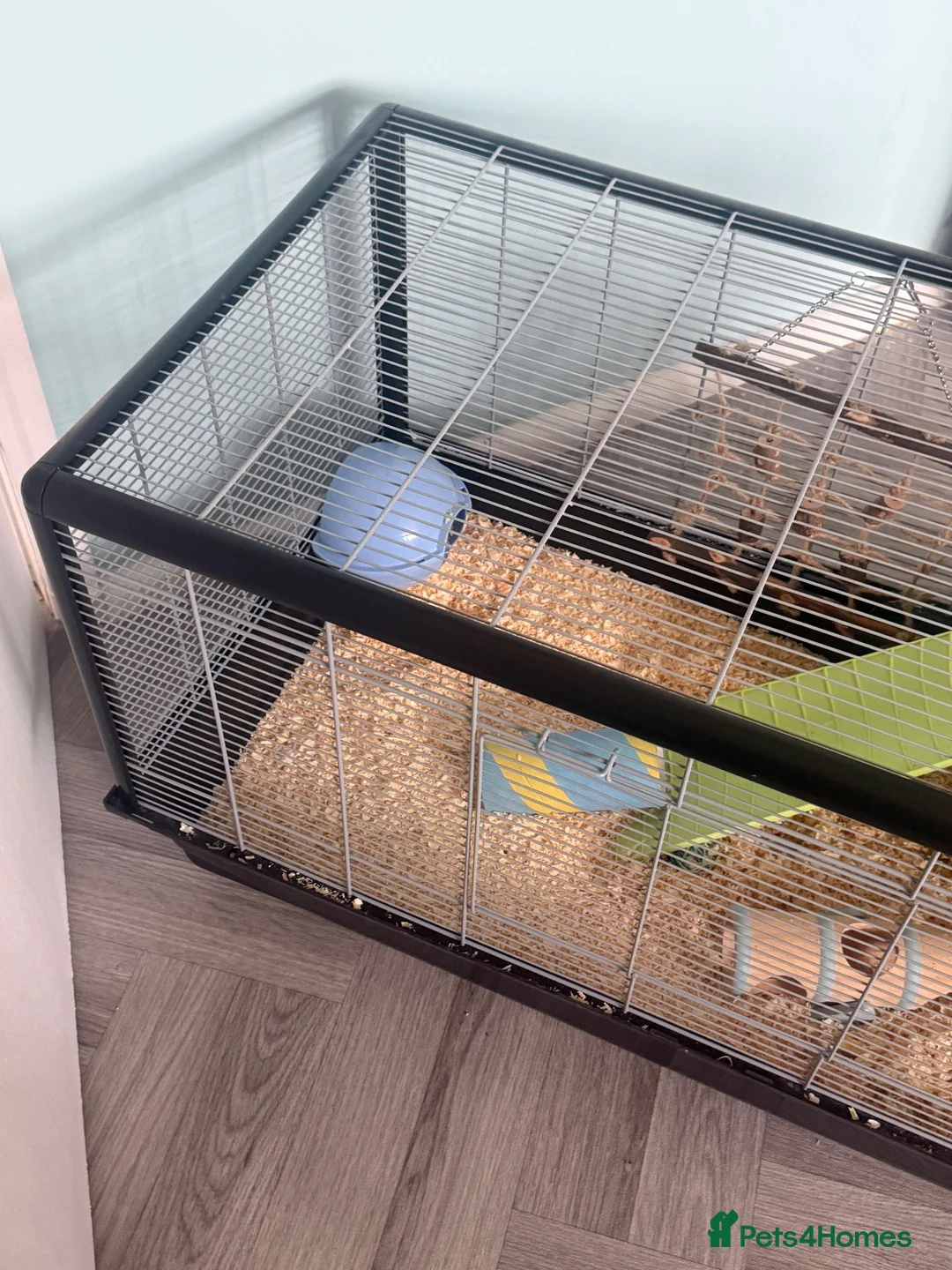 Hamster rodents for sale: Dwarf hamster  and cage very tame  - Advert 1