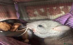 Chinchilla rodents for sale: Beautiful baby angora chinchillas  - Image 2