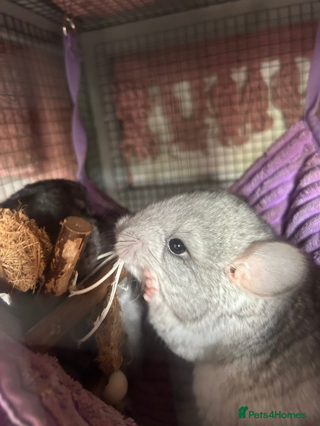 Chinchilla rodents for sale: Beautiful baby angora chinchillas  - Image 2