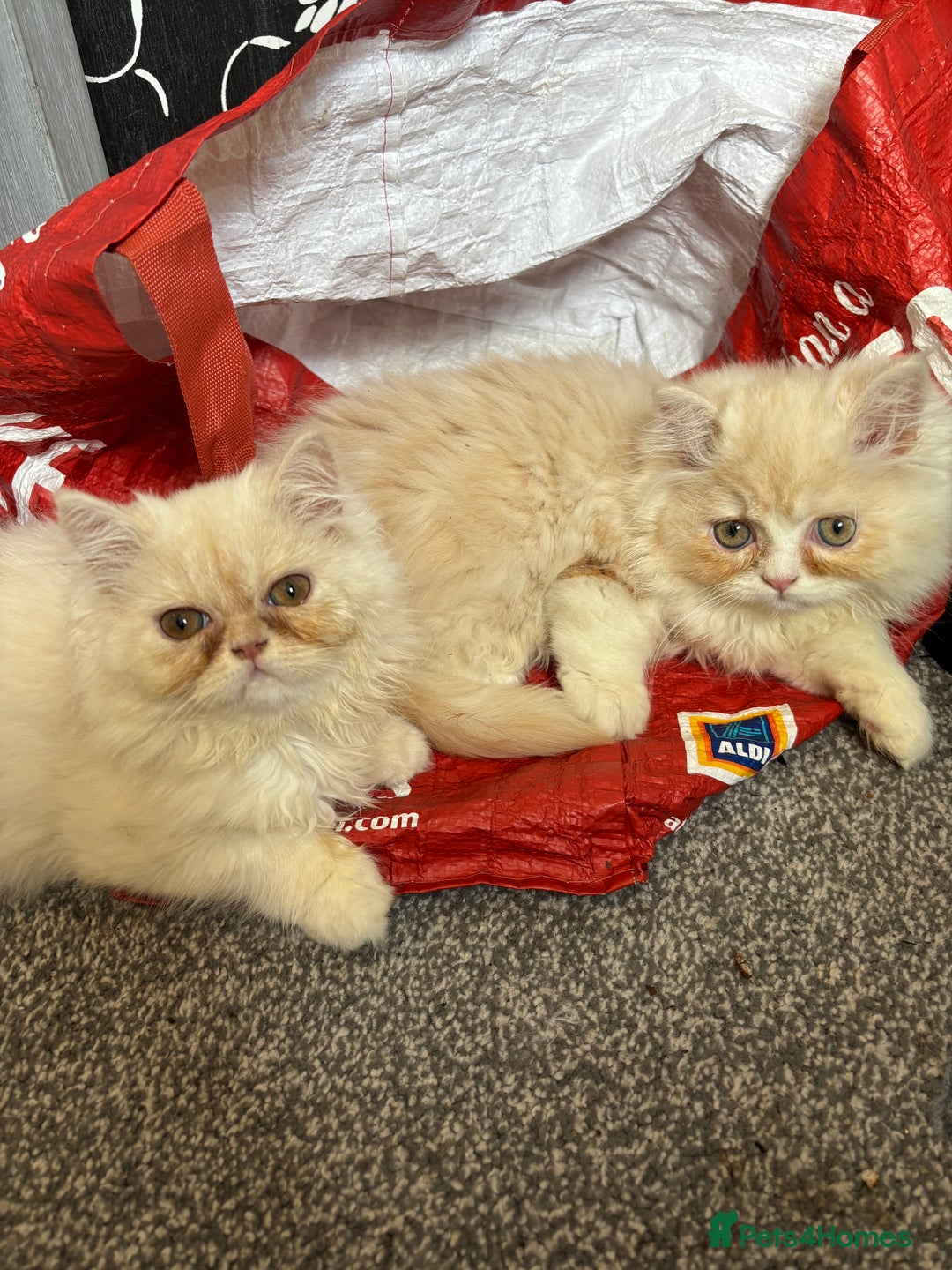 Persian cats for sale: 2 Persian kittens  - Image 5