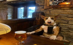 English Bull Terrier dogs for stud: ENGLISH BULL TERRIER STUD DOG - KC Registered - Image 3