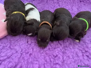 Miniature Schnauzer dogs 5* LICENSED KC MINI/TOY CHOCOLATE SCHNAUZERS 1 - Advert 2