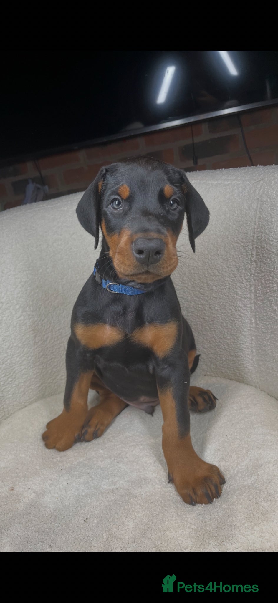 Dobermann dogs 2 exceptional Doberman males forsale  - Advert 3