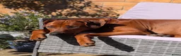 Rhodesian Ridgeback dogs for stud: Looking for a stud - Advert 7