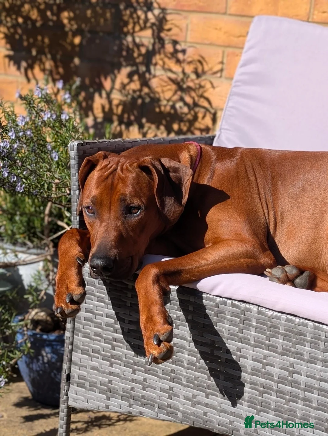 Rhodesian Ridgeback dogs for stud: Looking for a stud - Advert 7