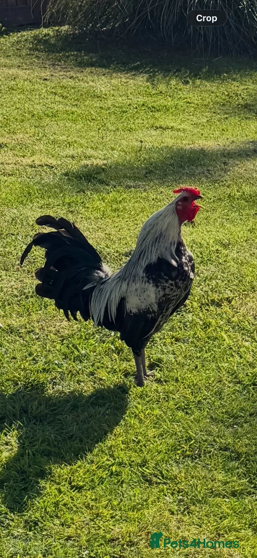 Chickens poultry for sale: Majestic, Alert Free-Range Rooster  in Crickhowell - Advert 1