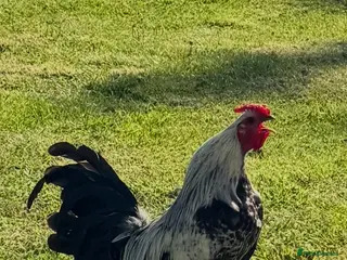 Chickens poultry Majestic, Alert Free-Range Rooster - Advert 8