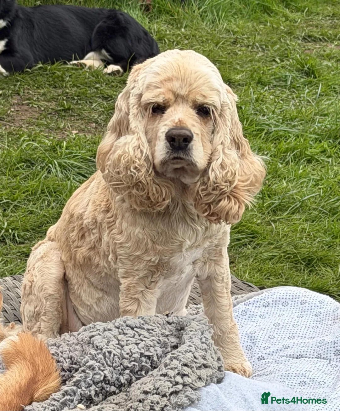 American Cocker Spaniel dogs for adoption: 🐾 AMBER – Cocker Spaniel  in West Malling - Advert 2