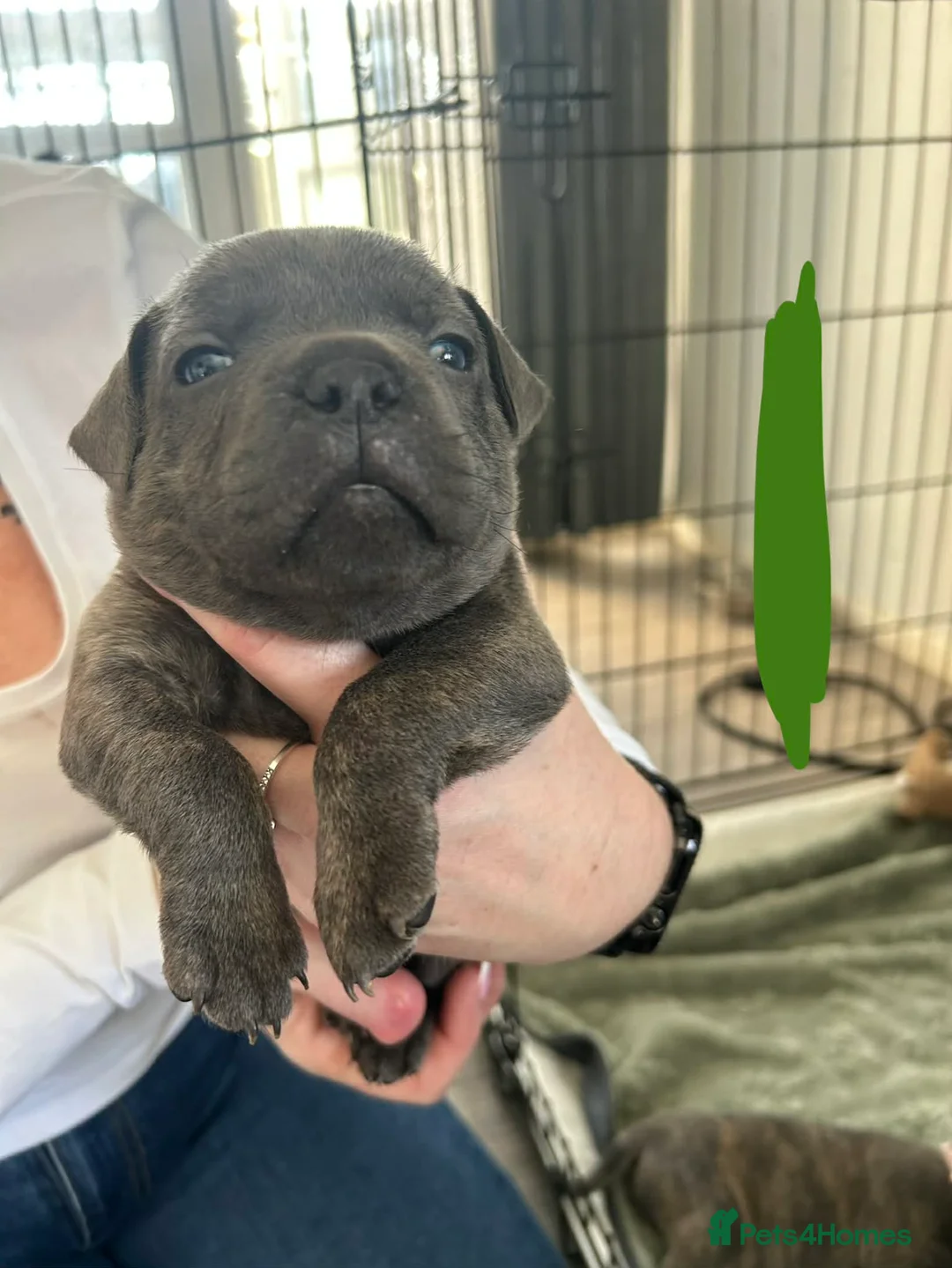 Mixed Breed dogs for sale: 7 absolutely stunning staffy cross frenchie pups - Advert 1