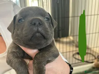 Mixed Breed dogs 7 absolutely stunning staffy cross frenchie pups - Advert 1