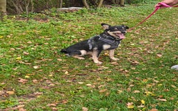 Mixed Breed dogs for adoption: 💖🐶 BUKA 🐶💖 - Image 21