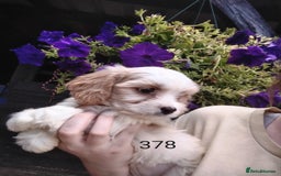 Cavachon dogs for sale: Beautiful F1 cavachons  - Image 3