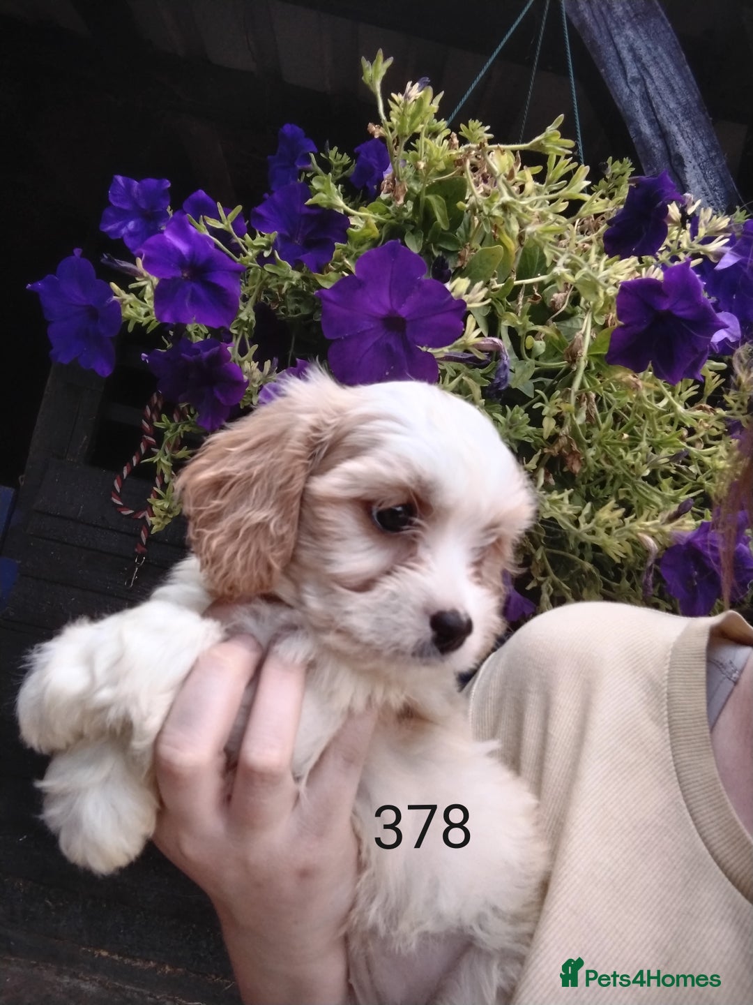 Cavachon dogs for sale: Beautiful F1 cavachons  - Image 3