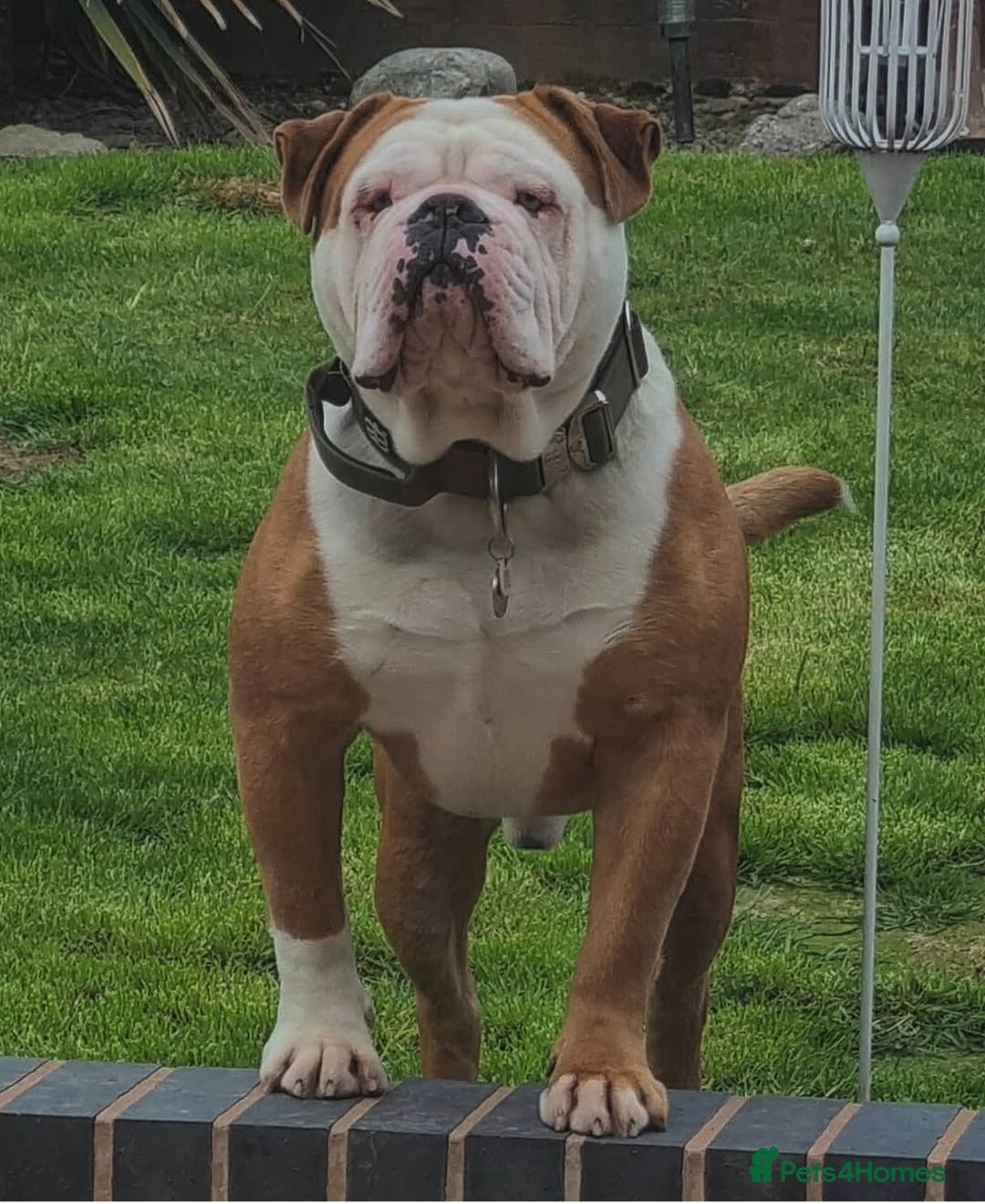 Olde English Bulldogge dogs Olde English Bulldogge  - Advert 2
