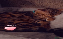 Bengal cats for sale: Pure bengal boy  - Image 2