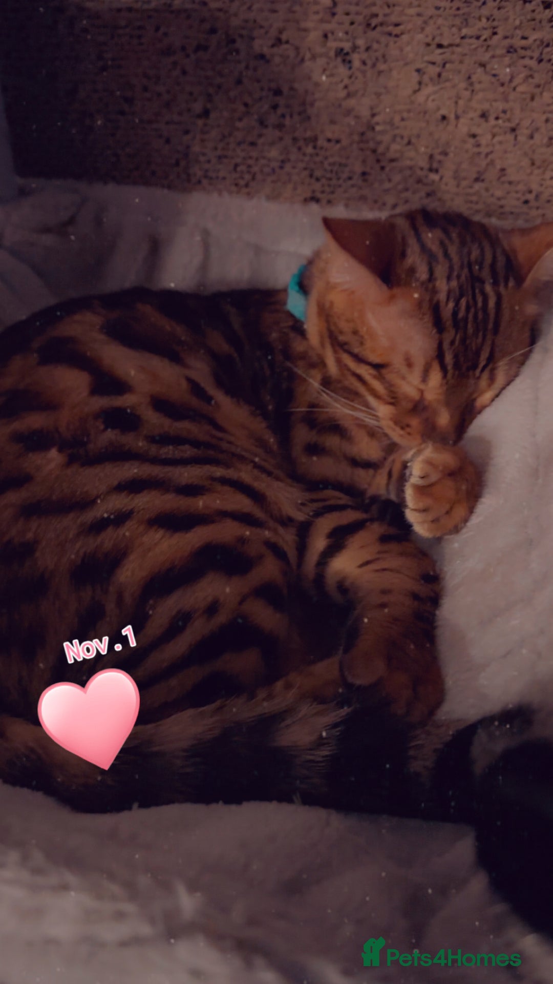 Bengal cats for sale: Pure bengal boy  - Image 2