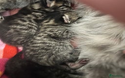 Domestic Shorthair cats for sale: Kittens  - Image 3