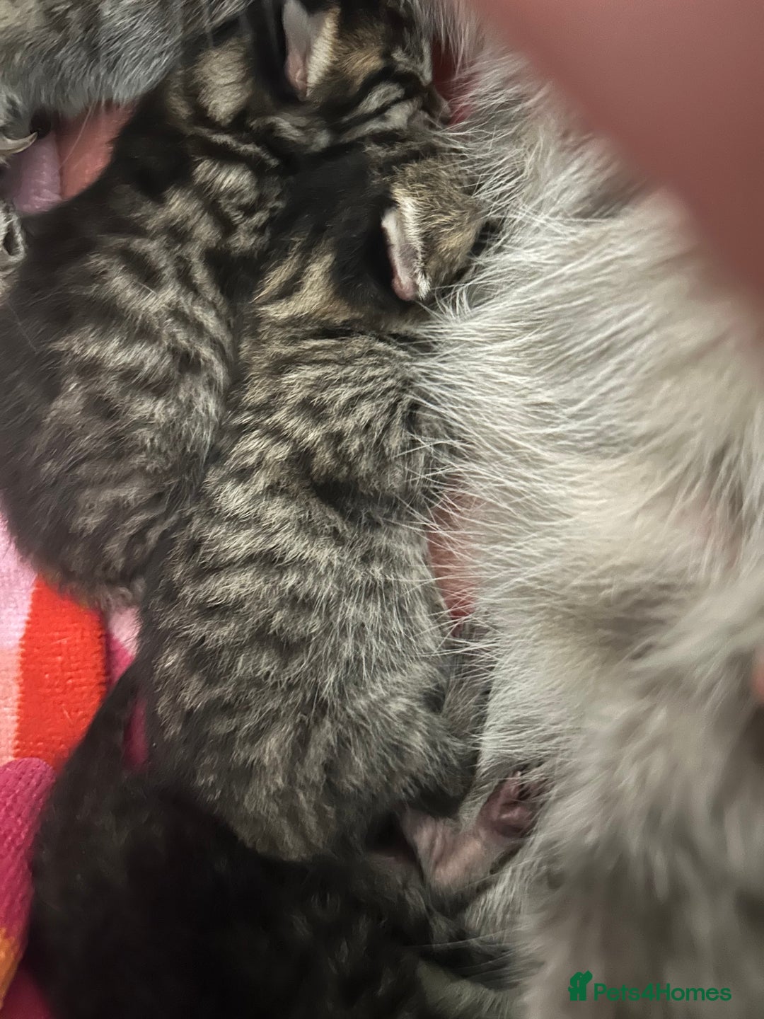 Domestic Shorthair cats for sale: Kittens  - Image 3