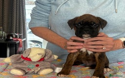 Boxer dogs for sale: Boxer Puppies form Top Winning Show Kennel - Image 4