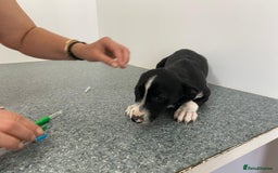 Mixed Breed dogs for adoption: Meet LUNA, a Lovely Puppy Girl - for a Loving Home - Image 23