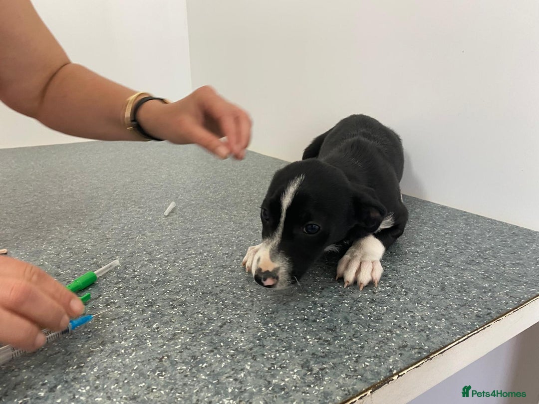 Mixed Breed dogs for adoption: Meet LUNA, a Lovely Puppy Girl - for a Loving Home - Image 23