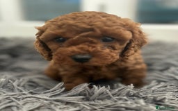 Cavapoo dogs for sale: F1B CAVAPOO FOX RED - Image 10