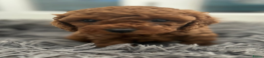 Cavapoo Puppy 1
