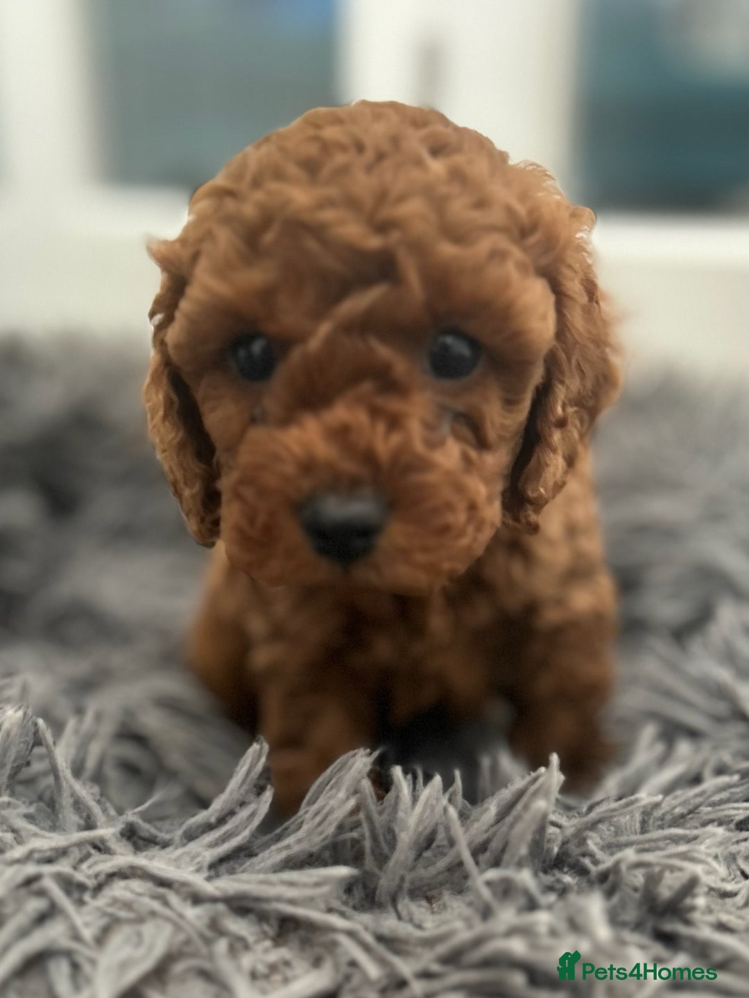 Cavapoo dogs for sale: F1B CAVAPOO FOX RED - Image 10