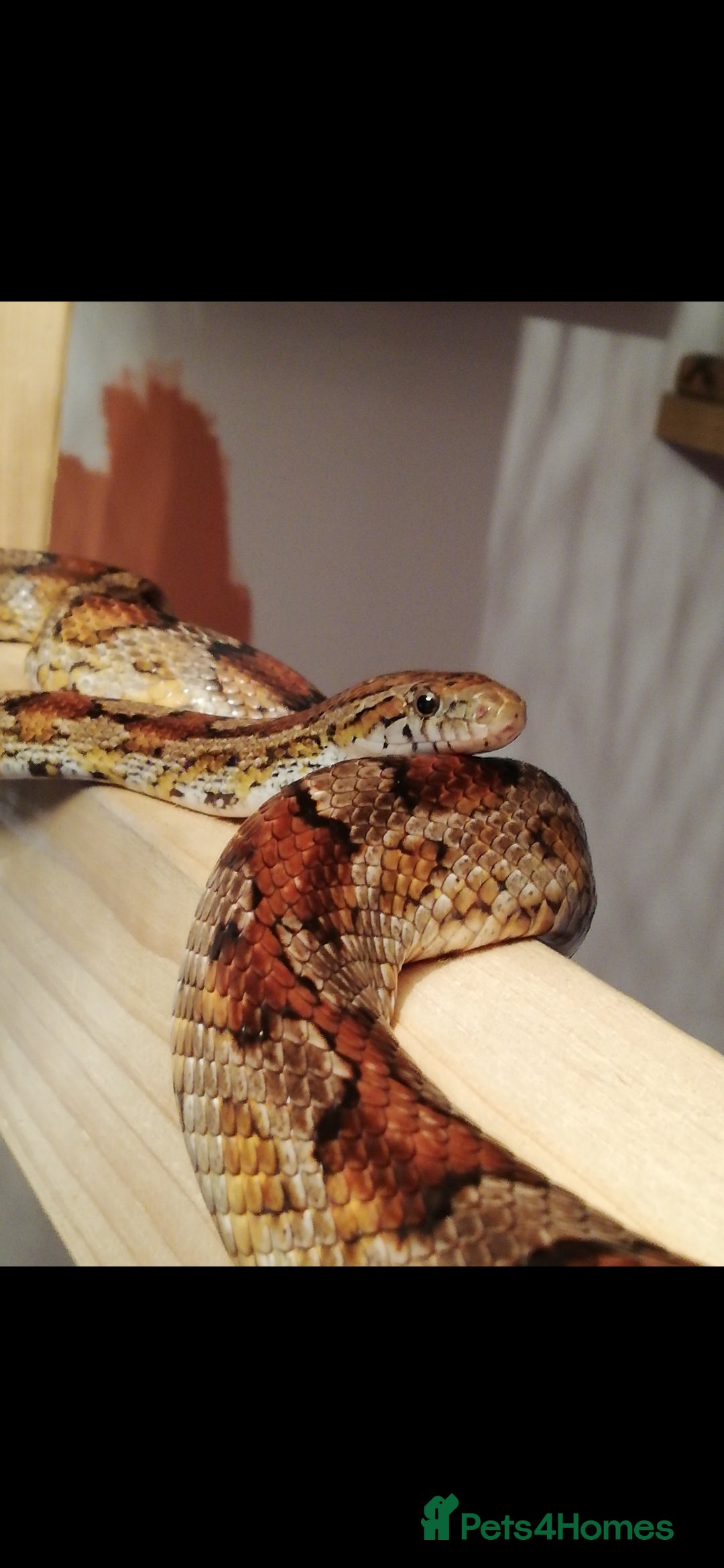 Snake reptiles Adult corn snake with vivarium - Advert 2