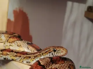Snake reptiles Adult corn snake with vivarium - Advert 2
