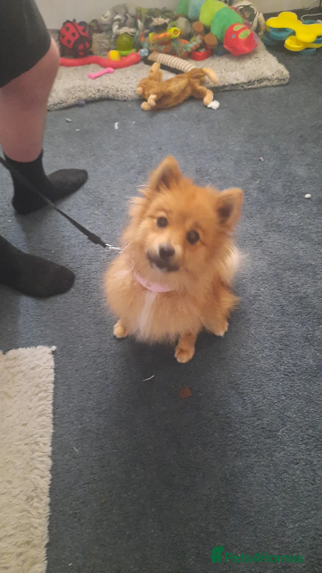 German Spitz dogs for sale: Female unspayed spitz  - Advert 3