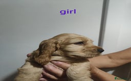 Cocker Spaniel dogs for sale: Gorgeous show type cocker spaniel puppies - Image 9