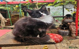 Maine Coon cats for sale: BLACK AND WHITE Maine Coons  - Image 6