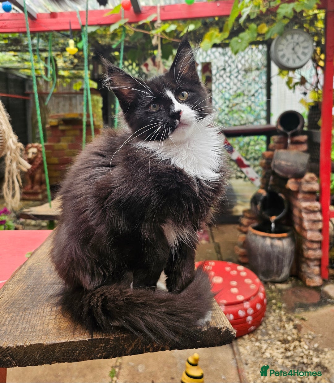 Maine Coon cats for sale: BLACK AND WHITE Maine Coons  - Image 6