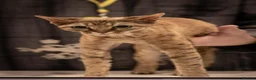 Devon Rex cats for sale: Stunning male Devon Pet or GCCF active considered - Advert 15