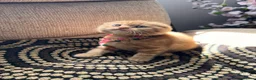 British Shorthair cats for sale: 😻CREAM & RED COLOUR KITTENS 😻 - Advert 16