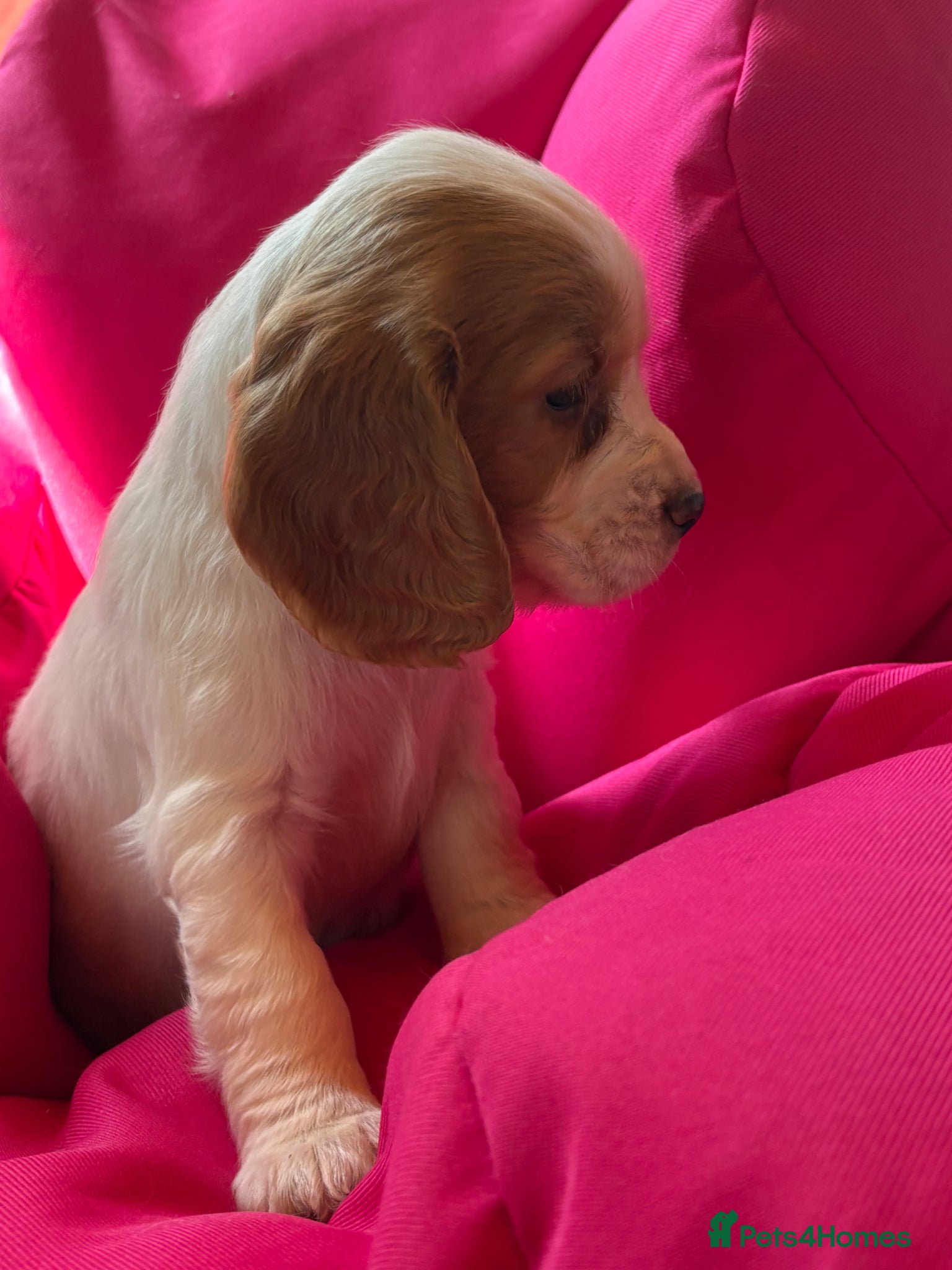 Cocker Spaniel dogs Lovely puppies  - Advert 13