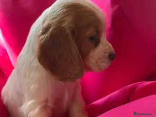 Cocker Spaniel dogs Lovely puppies - Advert 13