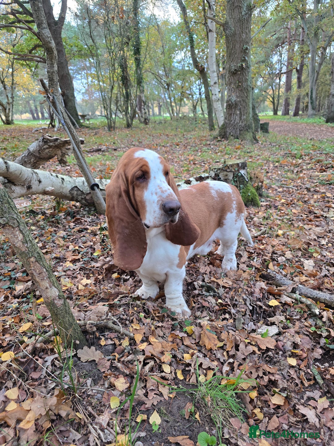 Basset Hound dogs for stud: Handsome Red & White KC Reg Basset Hound For Stud - Advert 9