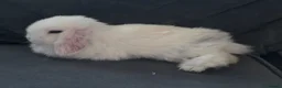 Mini Lop rabbits for sale: Full pure breed minilops - Advert 4
