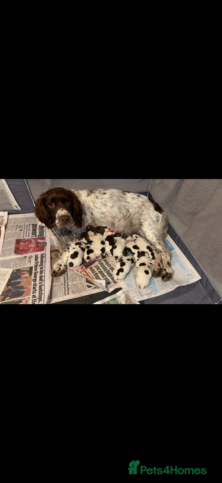 English Springer Spaniel dogs Springer Spaniel puppies for sale  - Advert 1