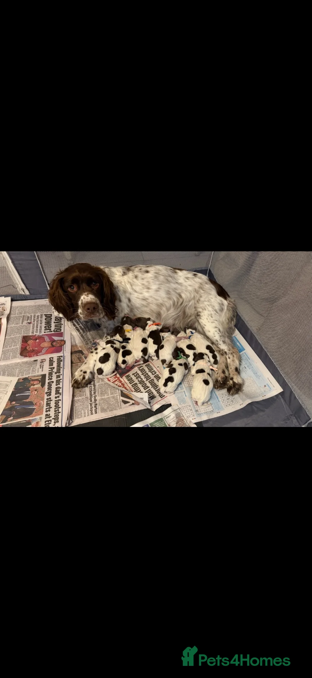 English Springer Spaniel dogs for sale: Springer Spaniel puppies for sale  - Advert 1