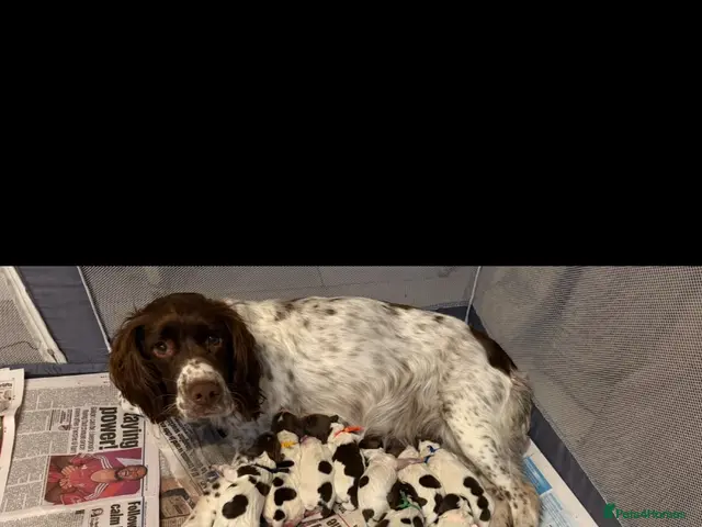 English Springer Spaniel dogs for sale: Springer Spaniel puppies for sale - Advert 16