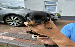 Miniature Dachshund dogs for sale: Miniature dachshund puppies  - Image 13