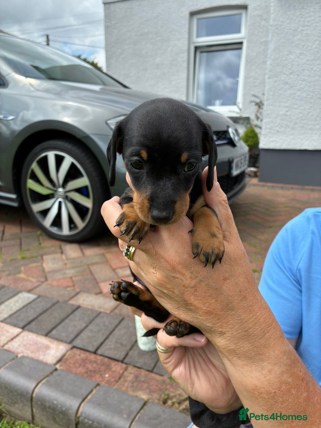 Miniature Dachshund dogs for sale: Miniature dachshund puppies  - Image 13