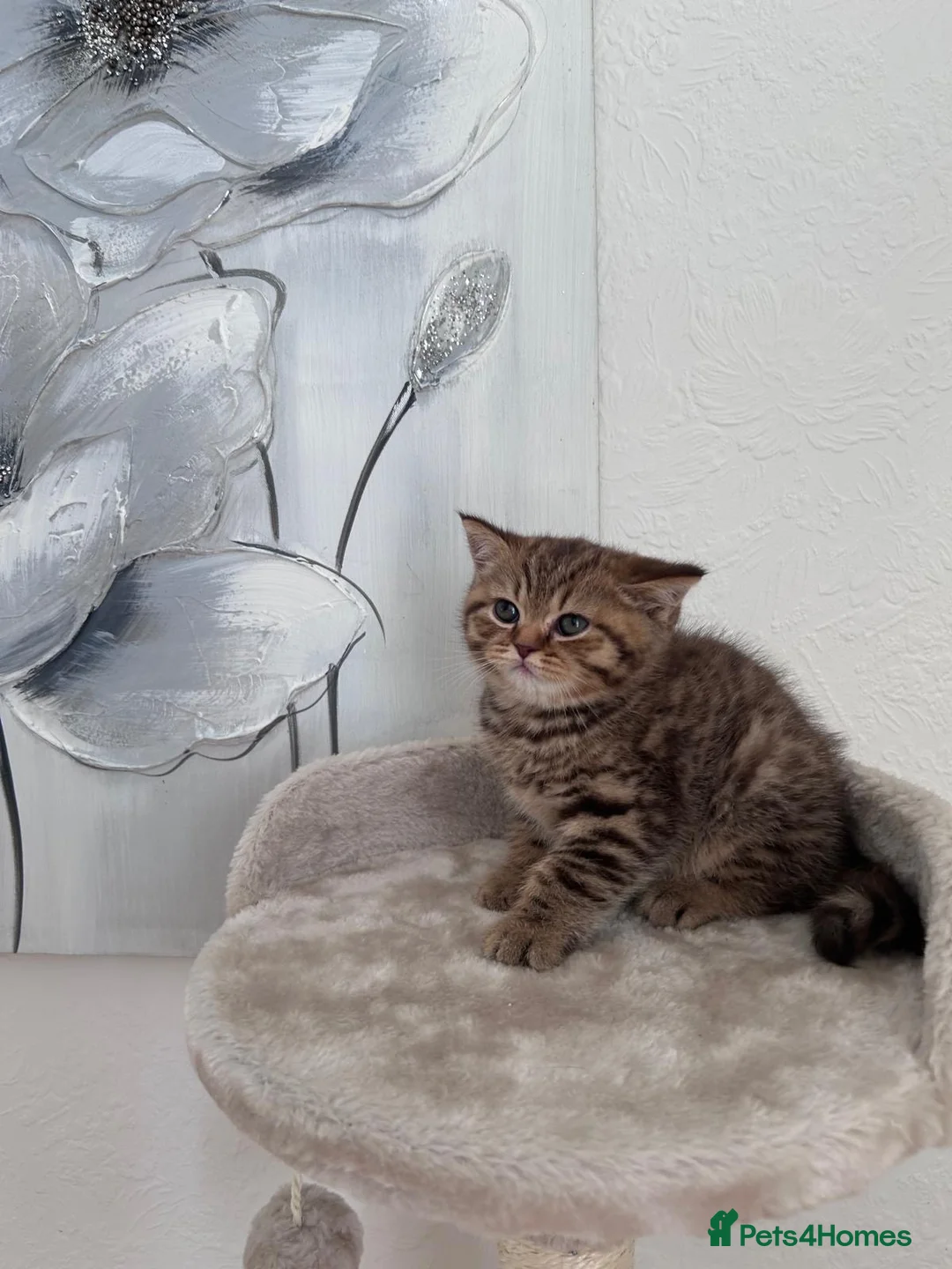 British Shorthair cats for sale: British shorthair kittens🐱 - Advert 18