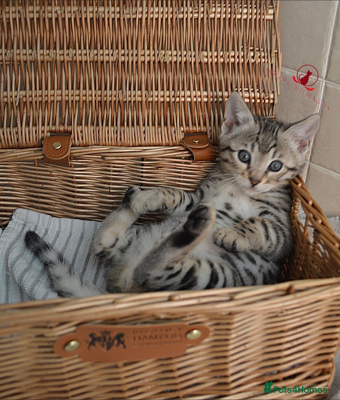 Bengal cats ✨️ OUTSTANDING TICA BENGAL KITTENS ✨️ - Advert 1