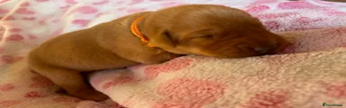 Labrador Retriever Puppy 8 - Orange